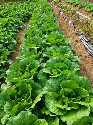 이형록님의 배추 · 일상 작성글 사진