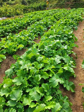 이형록님의 배추 · 일상 작성글 사진