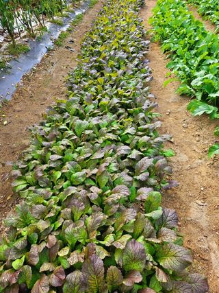 이형록님의 배추 · 일상 작성글 사진