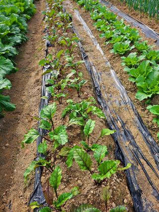 이형록님의 배추 · 일상 작성글 사진