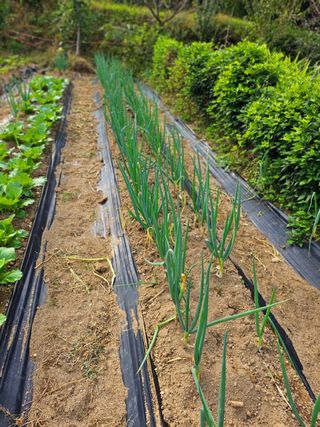 이형록님의 배추 · 일상 작성글 사진
