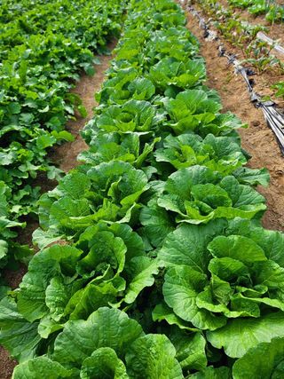 이형록님의 배추 · 일상 작성글 사진