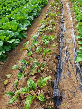 이형록님의 배추 · 일상 작성글 사진