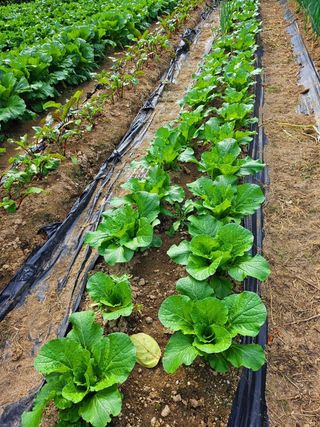 이형록님의 배추 · 일상 작성글 사진