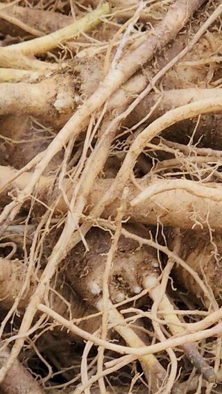 청정지역금순이님의 작목반 소개하고 지원받기 · 참여글 작성글 사진