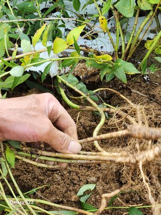 청정지역금순이님의 작목반 소개하고 지원받기 · 참여글 작성글 사진