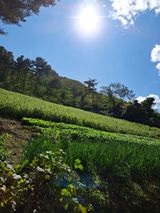 팜모닝 들깨·자유게시판 게시글 이미지