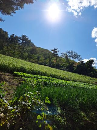 토종벌님의 들깨 · 자유게시판 작성글 사진