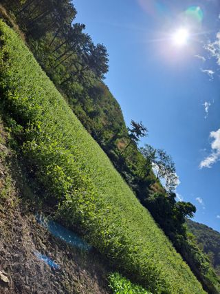 토종벌님의 들깨 · 자유게시판 작성글 사진