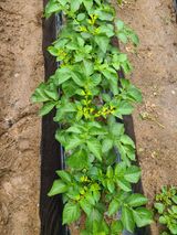 팜모닝 감자·병해충상담 게시글 이미지