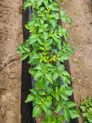 이윤규님의 감자 · 병해충상담 작성글 사진