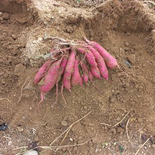 고숙자님의 작목반 소개하고 지원받기 · 참여글 작성글 사진