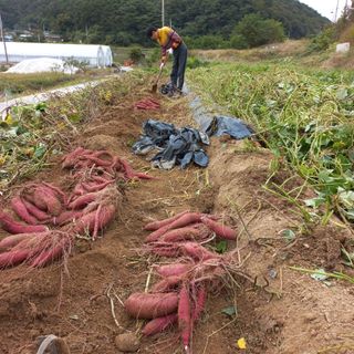 고숙자님의 작목반 소개하고 지원받기 · 참여글 작성글 사진