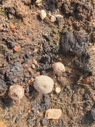 장길산님의 마늘 · 병해충상담 작성글 사진