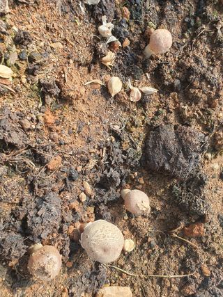 장길산님의 마늘 · 병해충상담 작성글 사진