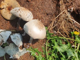 장길산님의 마늘 · 병해충상담 작성글 사진