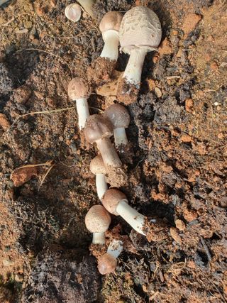 장길산님의 마늘 · 병해충상담 작성글 사진