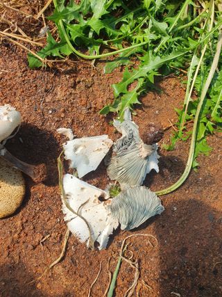 장길산님의 마늘 · 병해충상담 작성글 사진