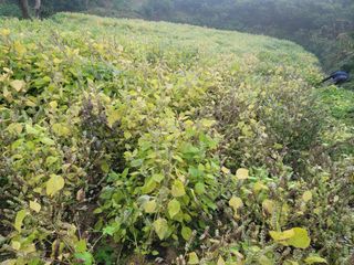 가루개님의 들깨 · 자유게시판 작성글 사진