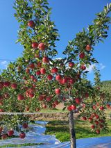 팜모닝 작목반 소개하고 지원받기·참여글 게시글 이미지