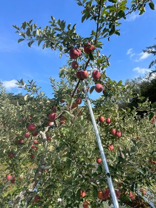 또바기사과(이훈희)님의 작목반 소개하고 지원받기 · 참여글 작성글 사진