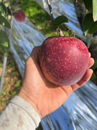 또바기사과(이훈희)님의 작목반 소개하고 지원받기 · 참여글 작성글 사진
