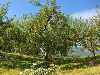 또바기사과(이훈희)님의 작목반 소개하고 지원받기 · 참여글 작성글 사진