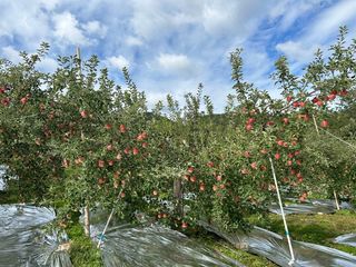또바기사과(이훈희)님의 작목반 소개하고 지원받기 · 참여글 작성글 사진