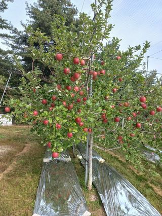 또바기사과(이훈희)님의 작목반 소개하고 지원받기 · 참여글 작성글 사진