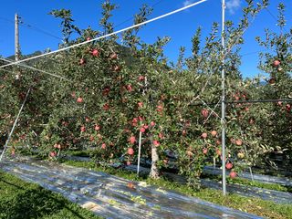 또바기사과(이훈희)님의 작목반 소개하고 지원받기 · 참여글 작성글 사진