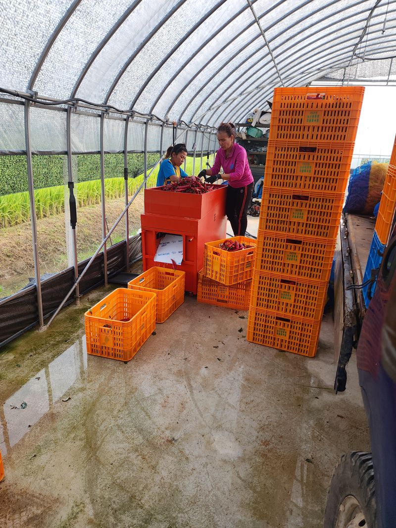 장터 상품 [고창군 햇고추가루 팔아요 ] 썸네일