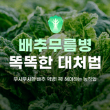 팜모닝 배추·일상 게시글 이미지