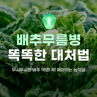 팜모닝 농사도우미님의 배추 · 일상 작성글 사진