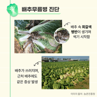 팜모닝 농사도우미님의 배추 · 일상 작성글 사진