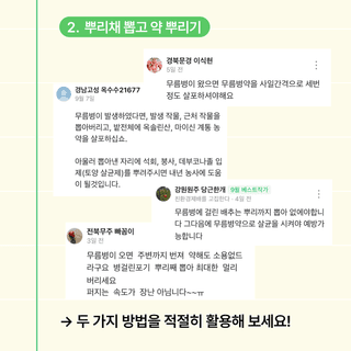팜모닝 농사도우미님의 배추 · 일상 작성글 사진