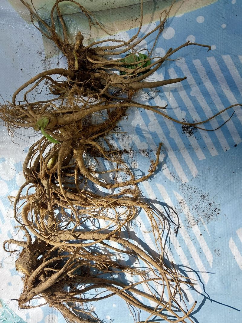 김봉호님의 장터 판매 상품 [산당귀 5키로] 첨부 사진