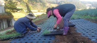 노고산농부님의 양파 · 자유게시판 작성글 사진