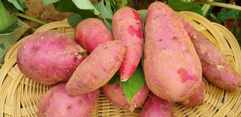 장터 상품 [꿀고구마 10~11kg] 썸네일