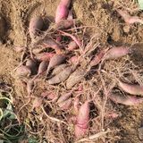 팜모닝 고구마·병해충상담 게시글 이미지