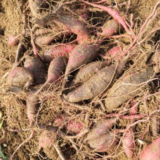 양배추17139님의 고구마 · 병해충상담 작성글 사진