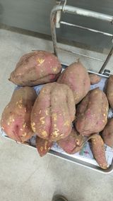 팜모닝 자유주제·자유게시판 게시글 이미지