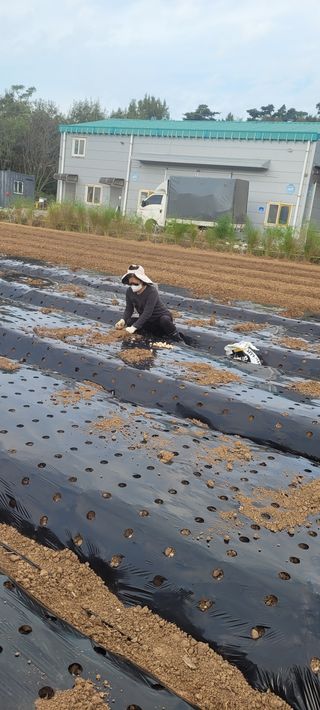 김정은님의 마늘 · 영농일지 작성글 사진