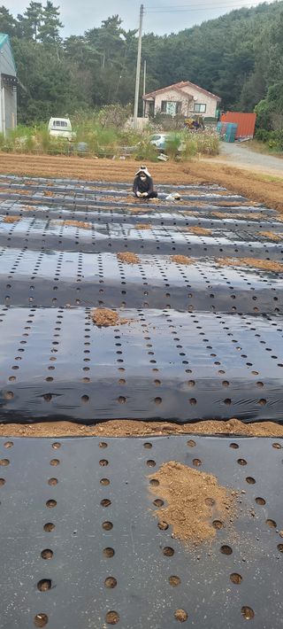 김정은님의 마늘 · 영농일지 작성글 사진