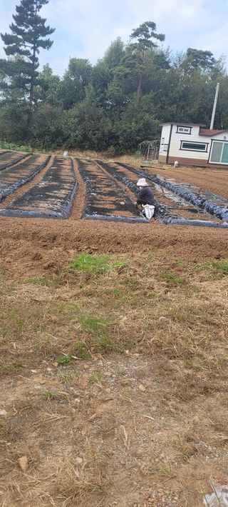 김정은님의 마늘 · 영농일지 작성글 사진