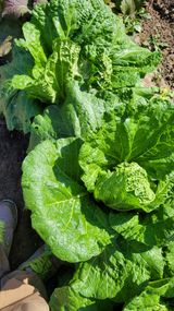 팜모닝 배추·병해충상담 게시글 이미지