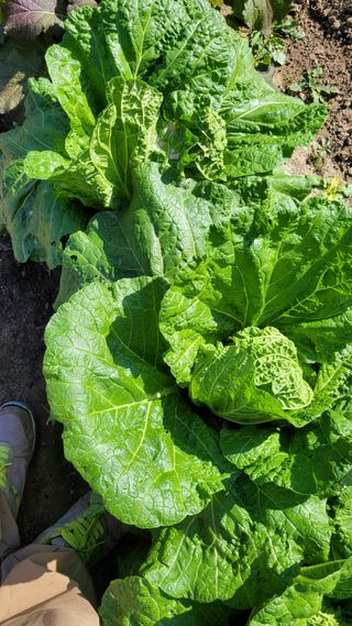 초보농부님의 배추 · 병해충상담 작성글 사진