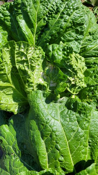 초보농부님의 배추 · 병해충상담 작성글 사진