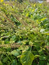 팜모닝 들깨·병해충상담 게시글 이미지