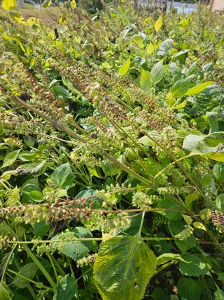 김문호님의 들깨 · 병해충상담 작성글 사진