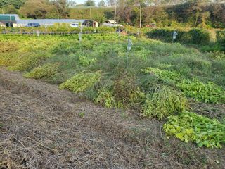 들꽃농장님의 들깨 · 자유게시판 작성글 사진